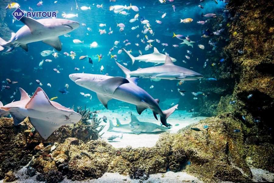 Khám phá cảng Darling Harbour: Trái tim sôi động giữa lòng Sydney