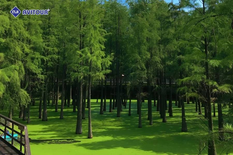 Khám phá Hồ Thanh Sơn: “Amazon thu nhỏ” giữa lòng Hàng Châu