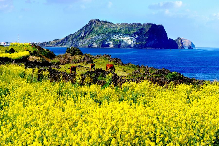 Kinh nghiệm du lịch đảo Jeju chi tiết nhất