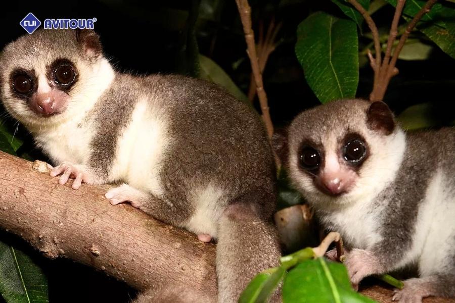 Lạc bước thiên nhiên hoang dã tại khu bảo tồn Kirindy Madagascar