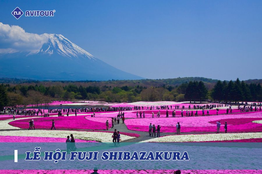 Lễ hội Fuji Shibazakura Có Gì Thú Vị