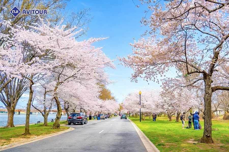 Mê mẩn những góc ảnh đẹp khi ngắm hoa anh đào tại Washington DC