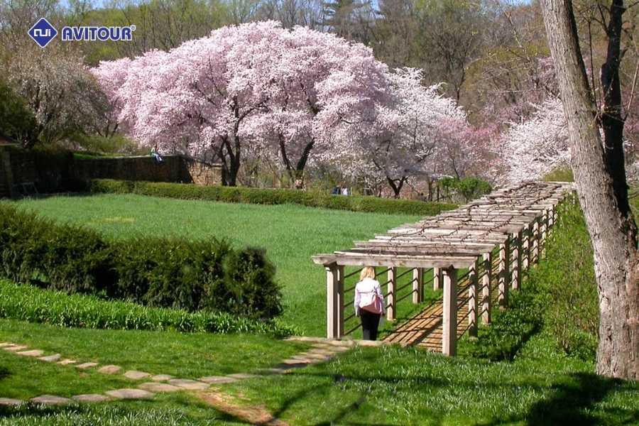 Mê mẩn những góc ảnh đẹp khi ngắm hoa anh đào tại Washington DC