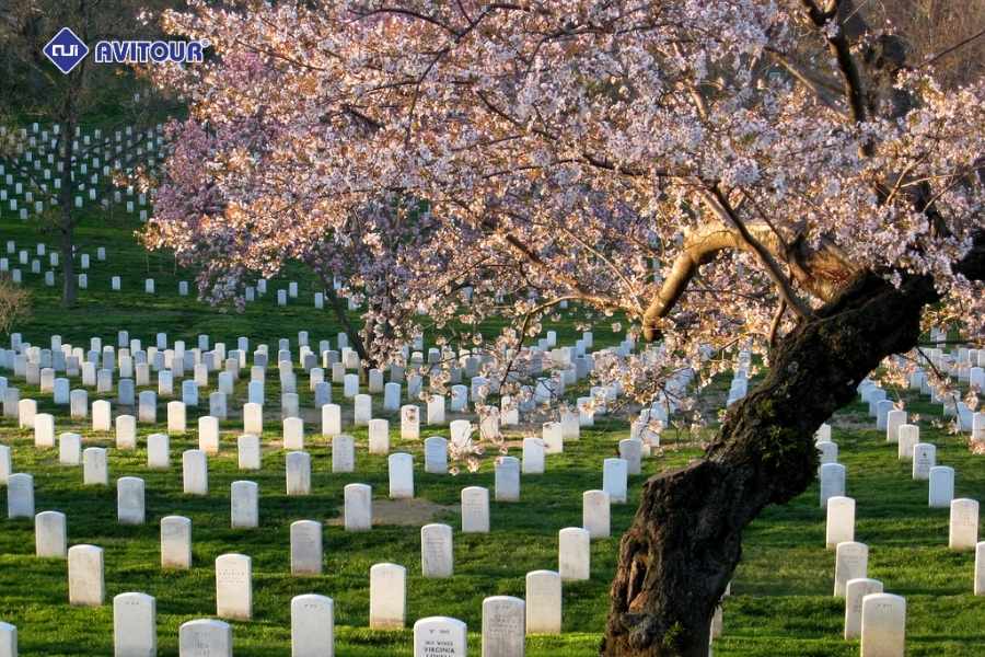 Mê mẩn những góc ảnh đẹp khi ngắm hoa anh đào tại Washington DC