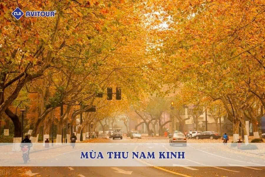Mùa thu Nam Kinh: Bản tình ca lá đỏ giữa cố đô Trung Hoa