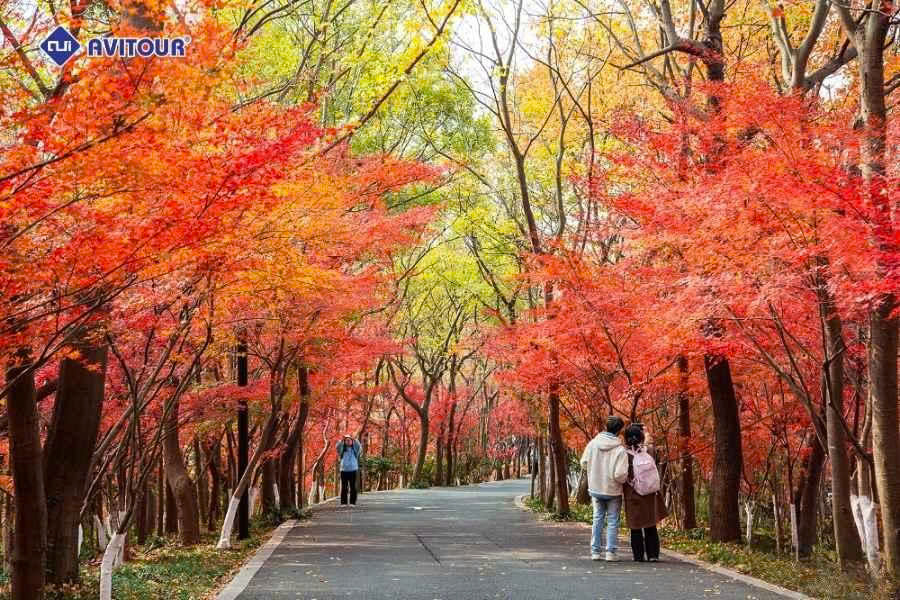 Mùa thu Nam Kinh: Bản tình ca lá đỏ giữa cố đô Trung Hoa