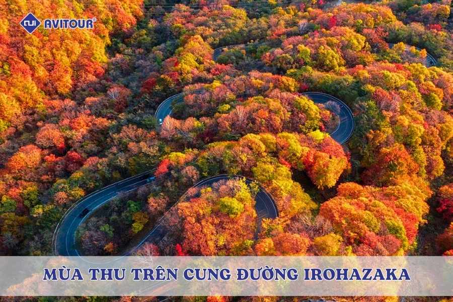 Mùa thu trên cung đường Irohazaka: Sắc lá đỏ đẹp mê hồn giữa núi rừng 