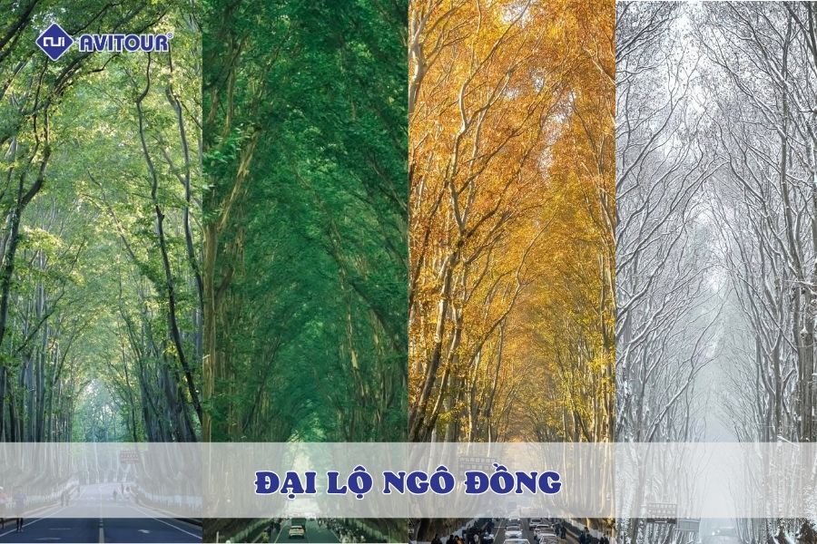 Ngất ngây trước vẻ đẹp của đại lộ Ngô Đồng - Biểu tượng lãng mạn của Nam Kinh