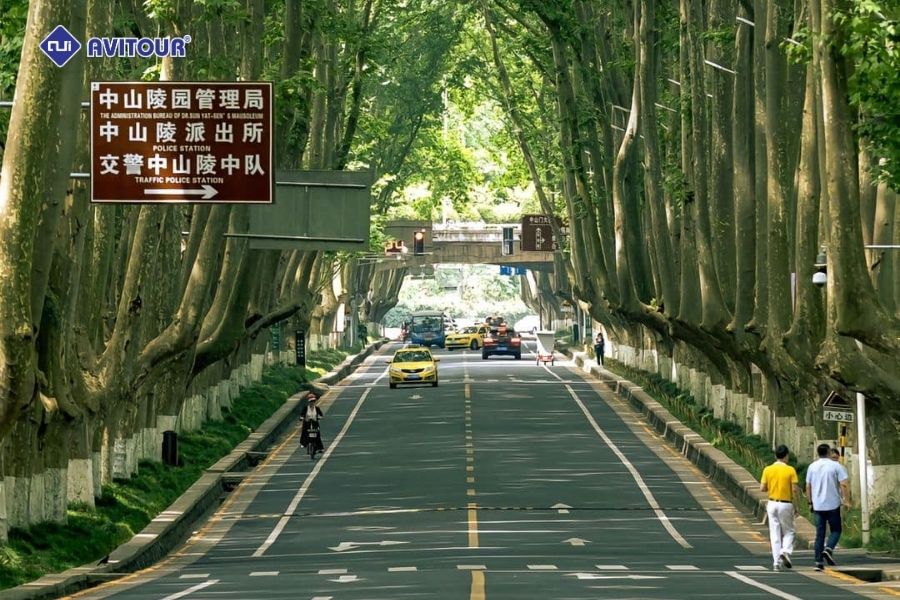 Ngất ngây trước vẻ đẹp của đại lộ Ngô Đồng - Biểu tượng lãng mạn của Nam Kinh