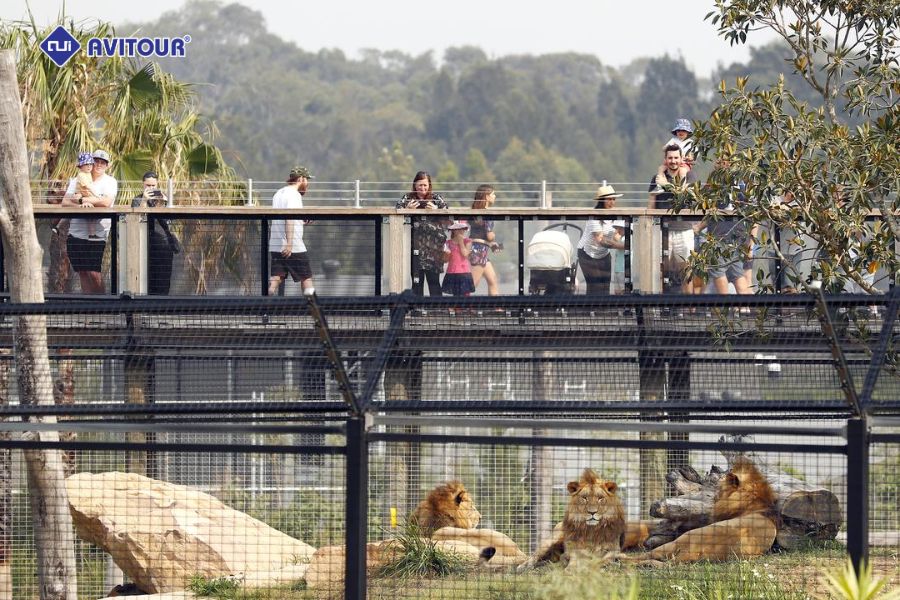 Tham quan Sydney Zoo và khám phá thế giới động vật hoang dã
