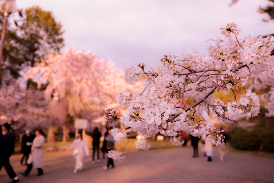 Thời điểm đi du lịch Nhật Bản nào là lý tưởng nhất?