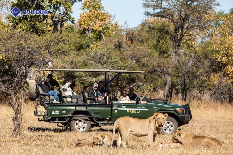 Thức Dậy Giữa Thế Giới Hoang Dã Tại Safari Game Lodge