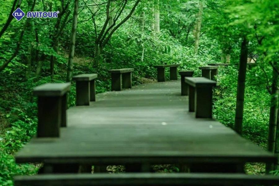 Vẻ đẹp thanh bình của đường tre Vân Khê khiến ai cũng say lòng