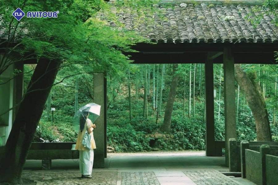 Vẻ đẹp thanh bình của đường tre Vân Khê khiến ai cũng say lòng