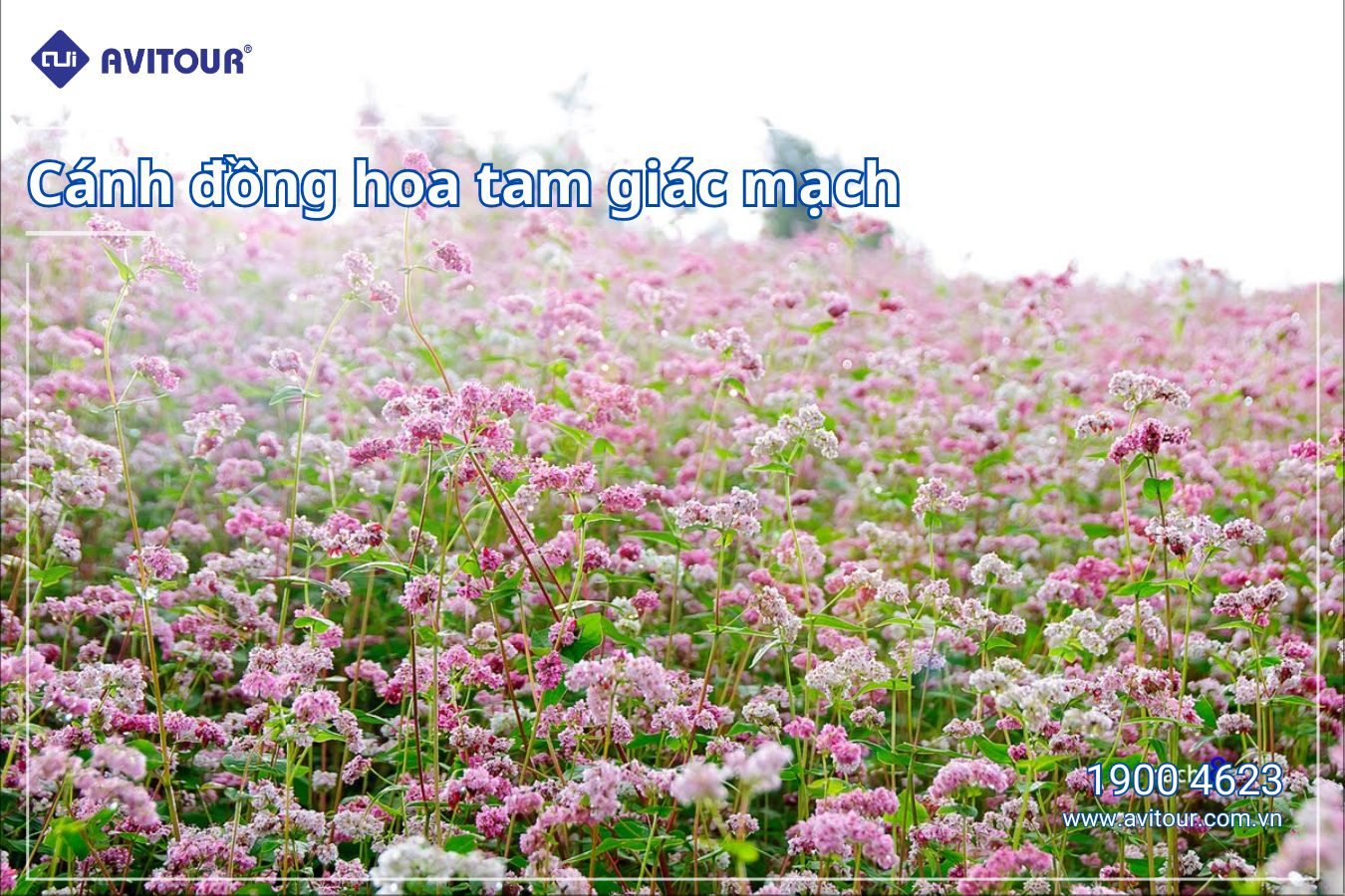Vi vu Hà Giang cùng Avitour | HÀ NỘI - HÀ GIANG - ĐỒNG VĂN  - LŨNG CŨ - MÃ PÌ LÈNG - YÊN MINH - QUẢN BẠ - HÀ GIANG - HÀ NỘI