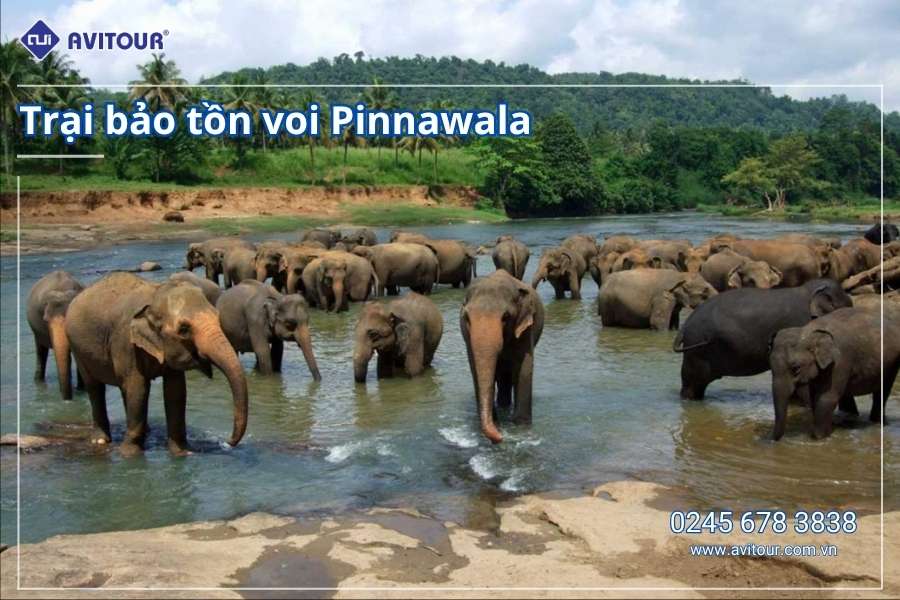 Du lịch Sri Lanka 2026: Colombo - Negombo - Pinnawala - Kandy - Kalutara - Nuwara - Eliya