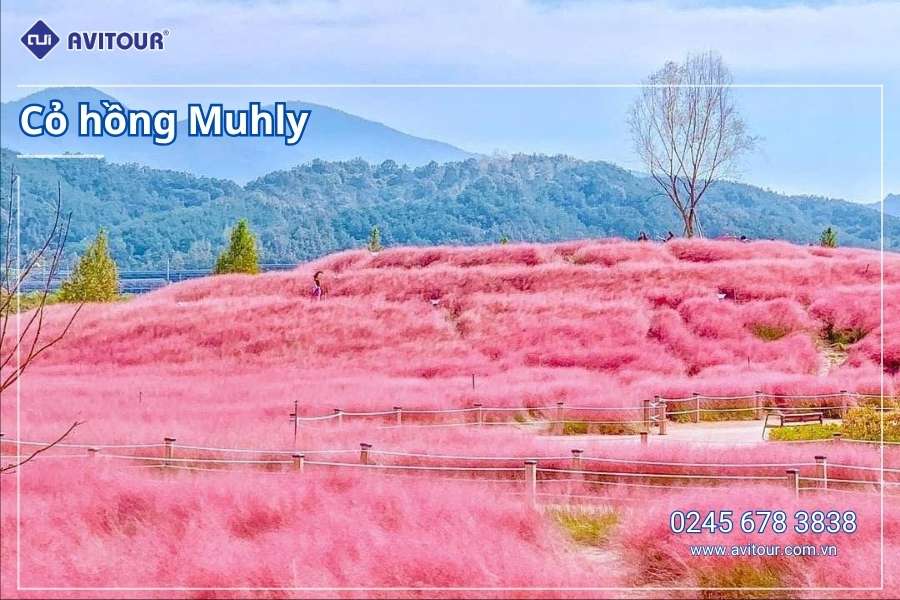 Du lịch Hàn Quốc 2026: Hà Nội - Busan - Gyeongju - Seoul - Đảo Nami - Tàu Điện Ven Biển Haeundae - Cỏ Hồng Muhly - Làng Văn Hóa Huinnyeoul