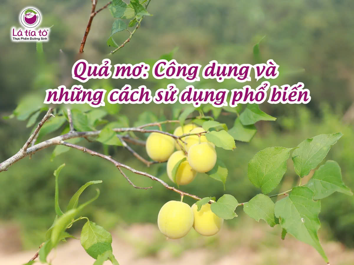 Quả mơ: Công dụng và những cách sử dụng phổ biến