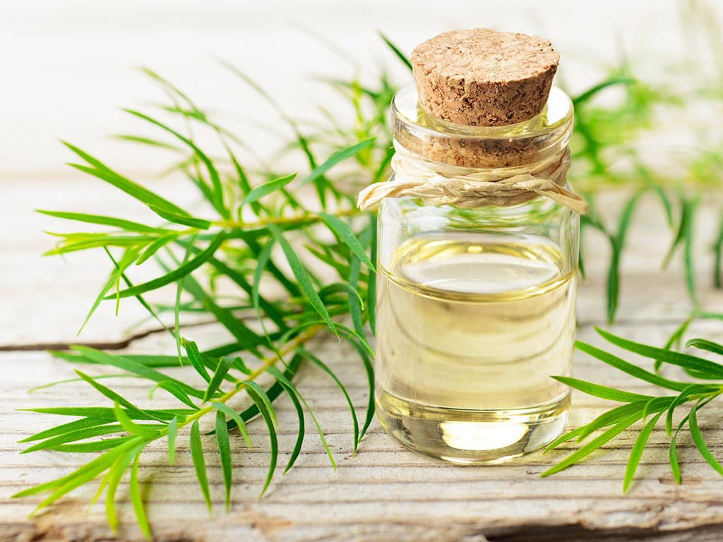 SỬ DỤNG TINH DẦU TRONG CUỘC SỐNG HÀNG NGÀY SỬ DỤNG TINH DẦU TRONG CUỘC SỐNG HÀNG NGÀY