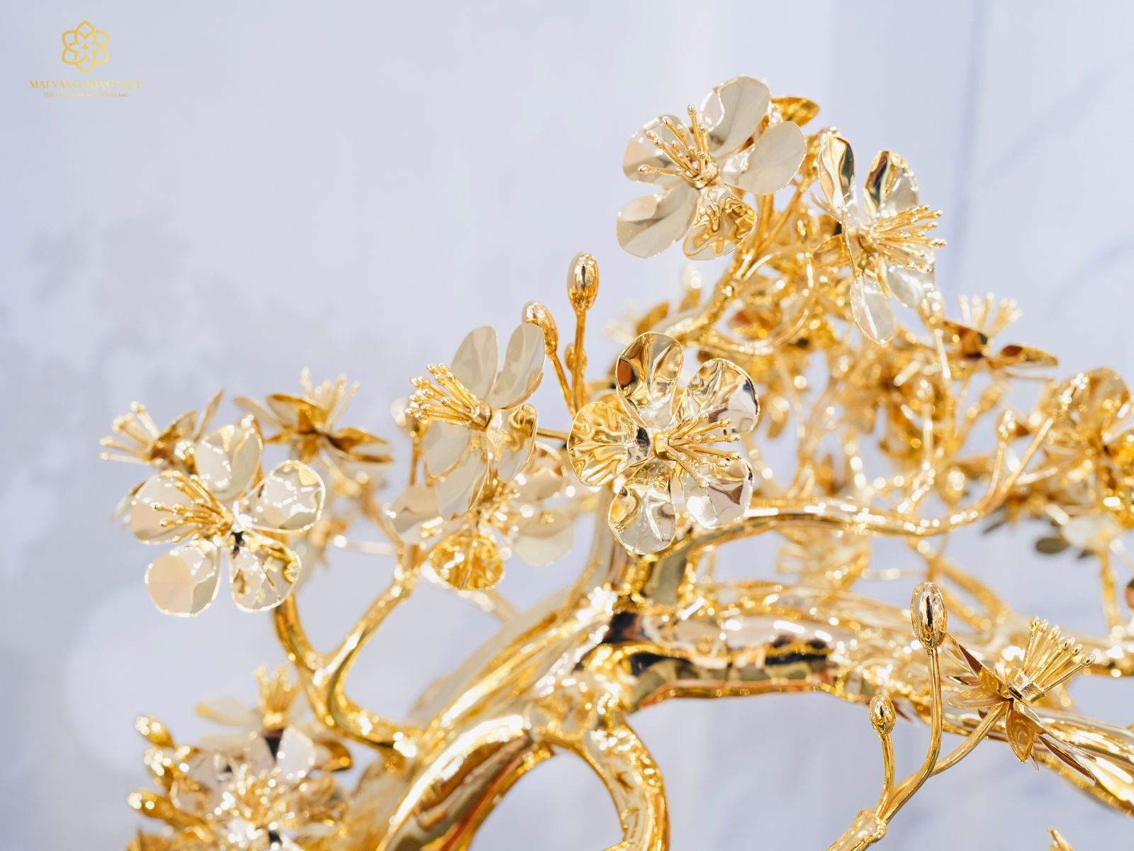 Hoa mai của cây mai Bạt Phong mạ vàng 24K