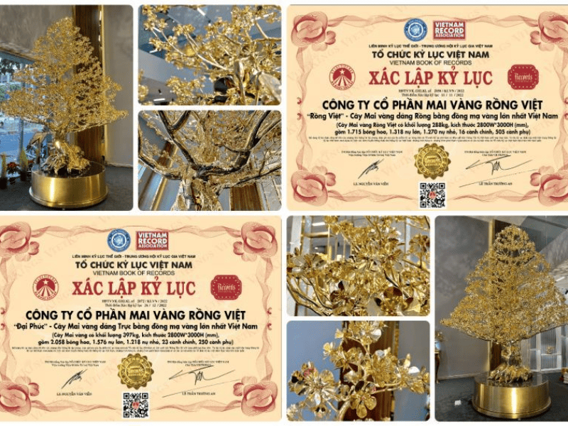 Cây mai mạ vàng cao 3m được xác lập kỷ lục tại Việt Nam