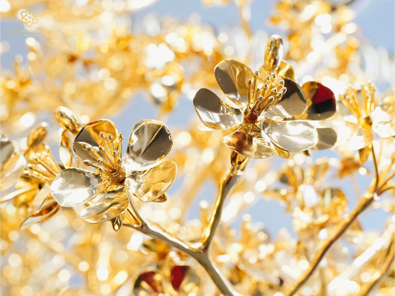 Hoa mai năm cánh là biểu trưng của Ngũ Phúc