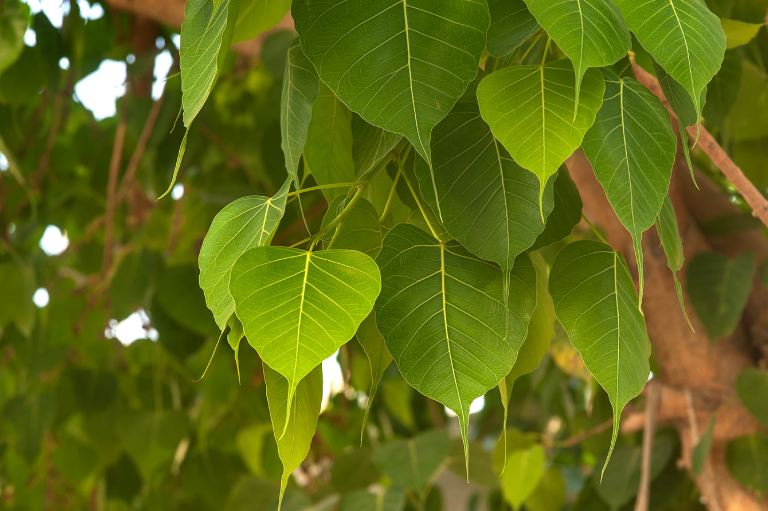 lá bồ đề trong tự nhiên