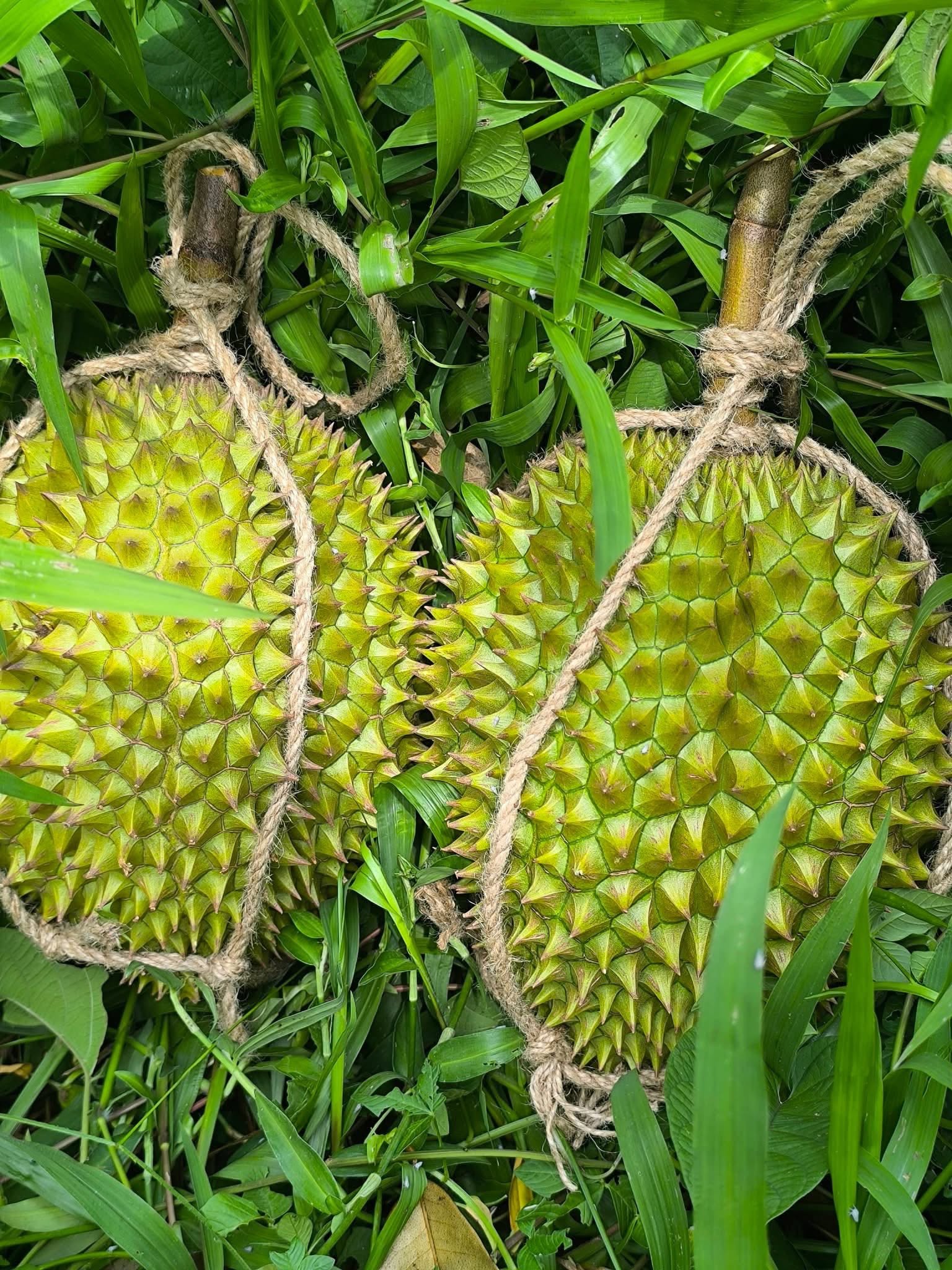 SẦU RIÊNG RỤNG VÀ SẦU RIÊNG CẮT GIÀ CÓ GÌ KHÁC…???