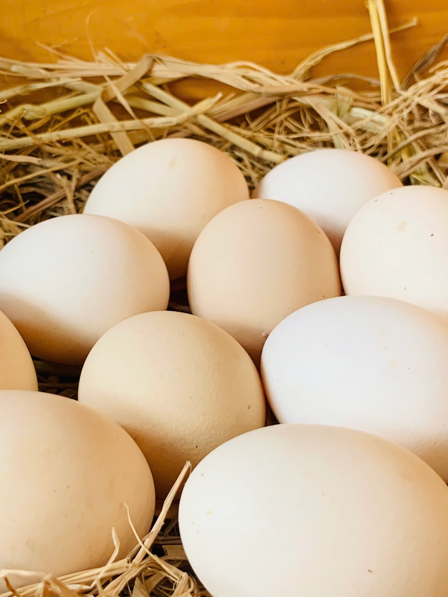 🥚Trứng gà hữu cơ Sellen – Lựa chọn hoàn hảo cho gia đình bạn!