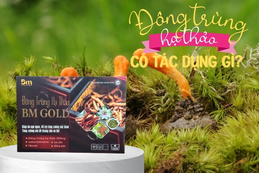 Công dụng đông trùng hạ thảo là gì? Ai là người nên sử dụng?