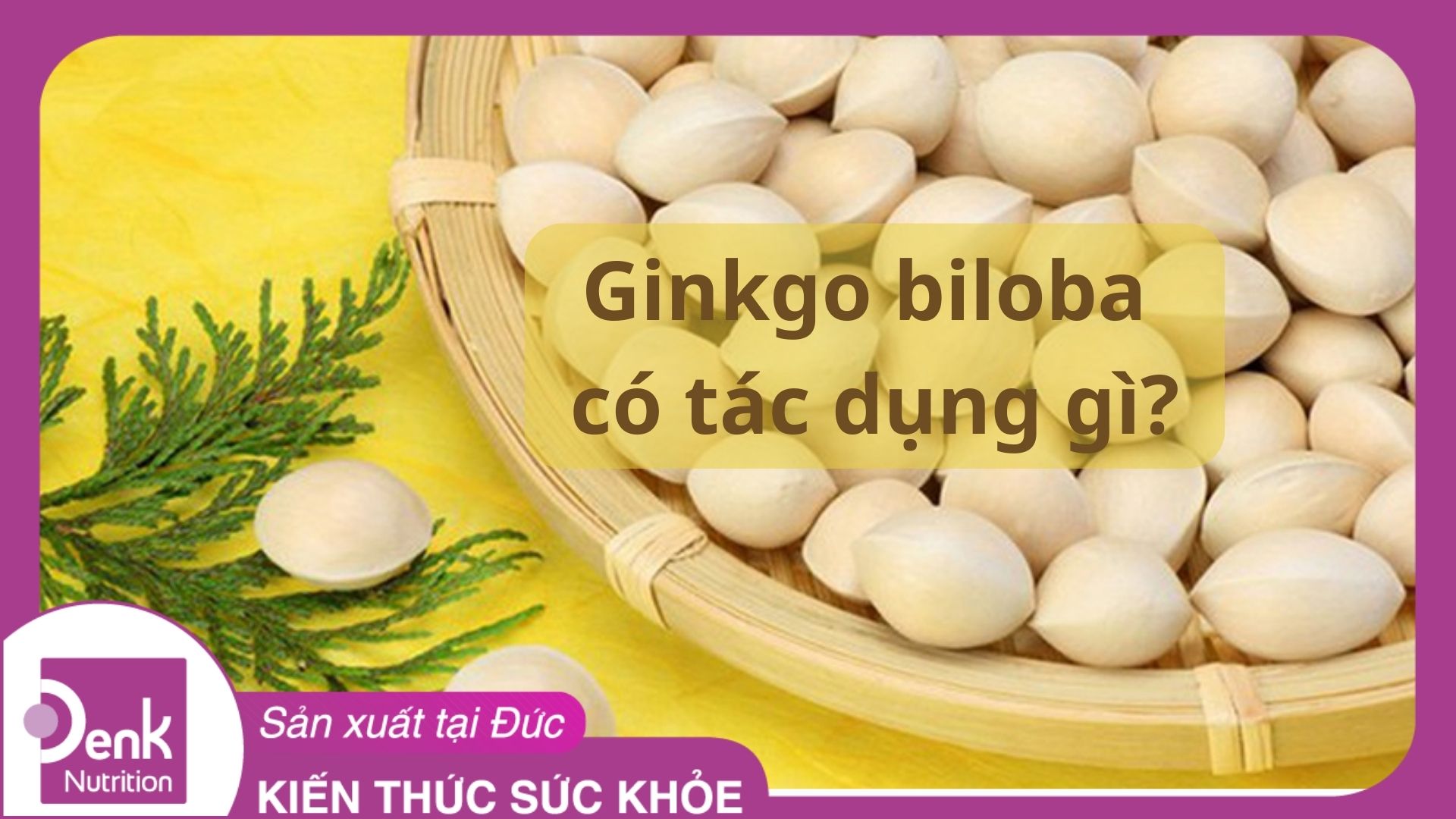 Ginkgo biloba có tác dụng gì?