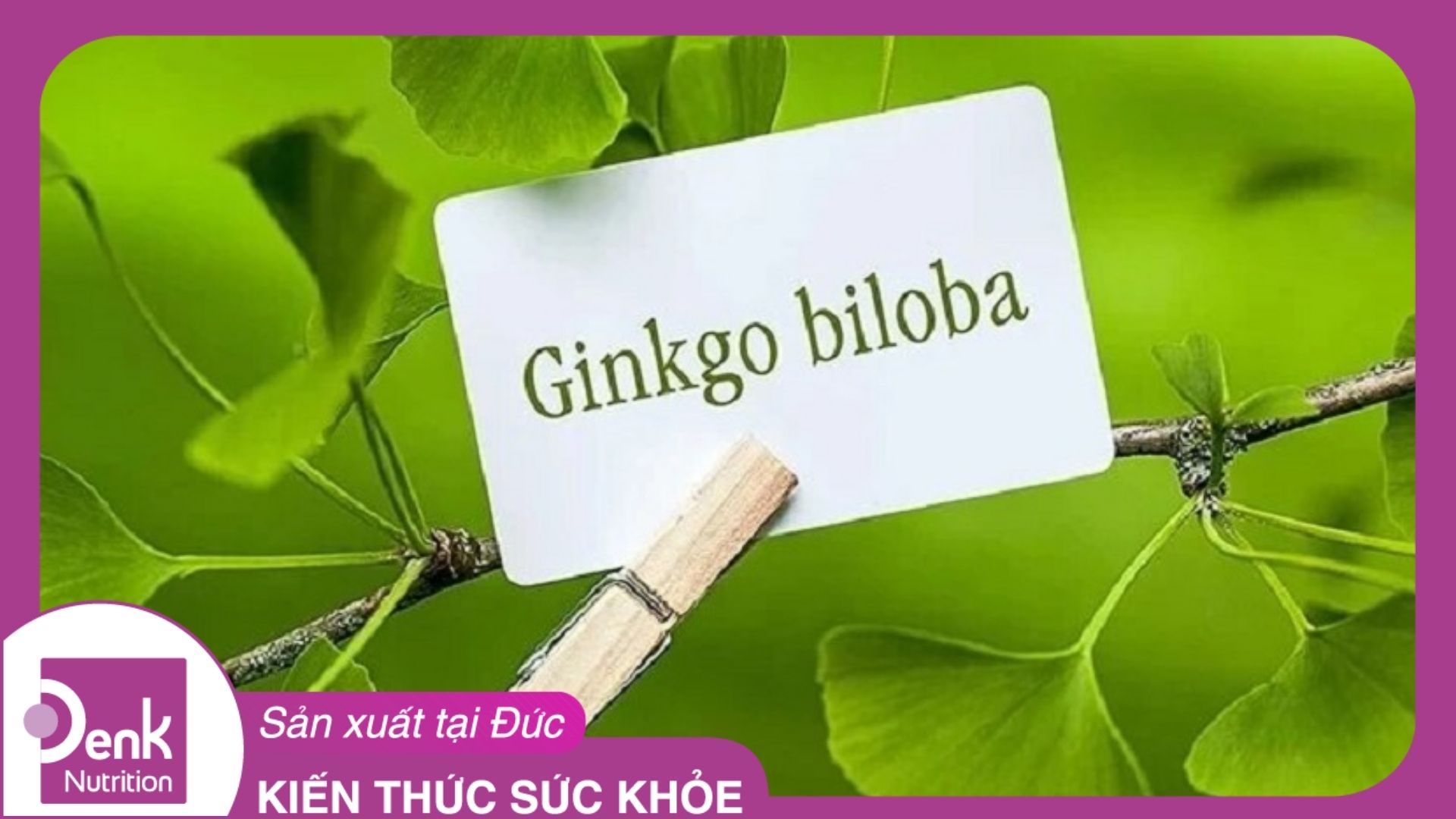 Liều dùng Ginkgo biloba