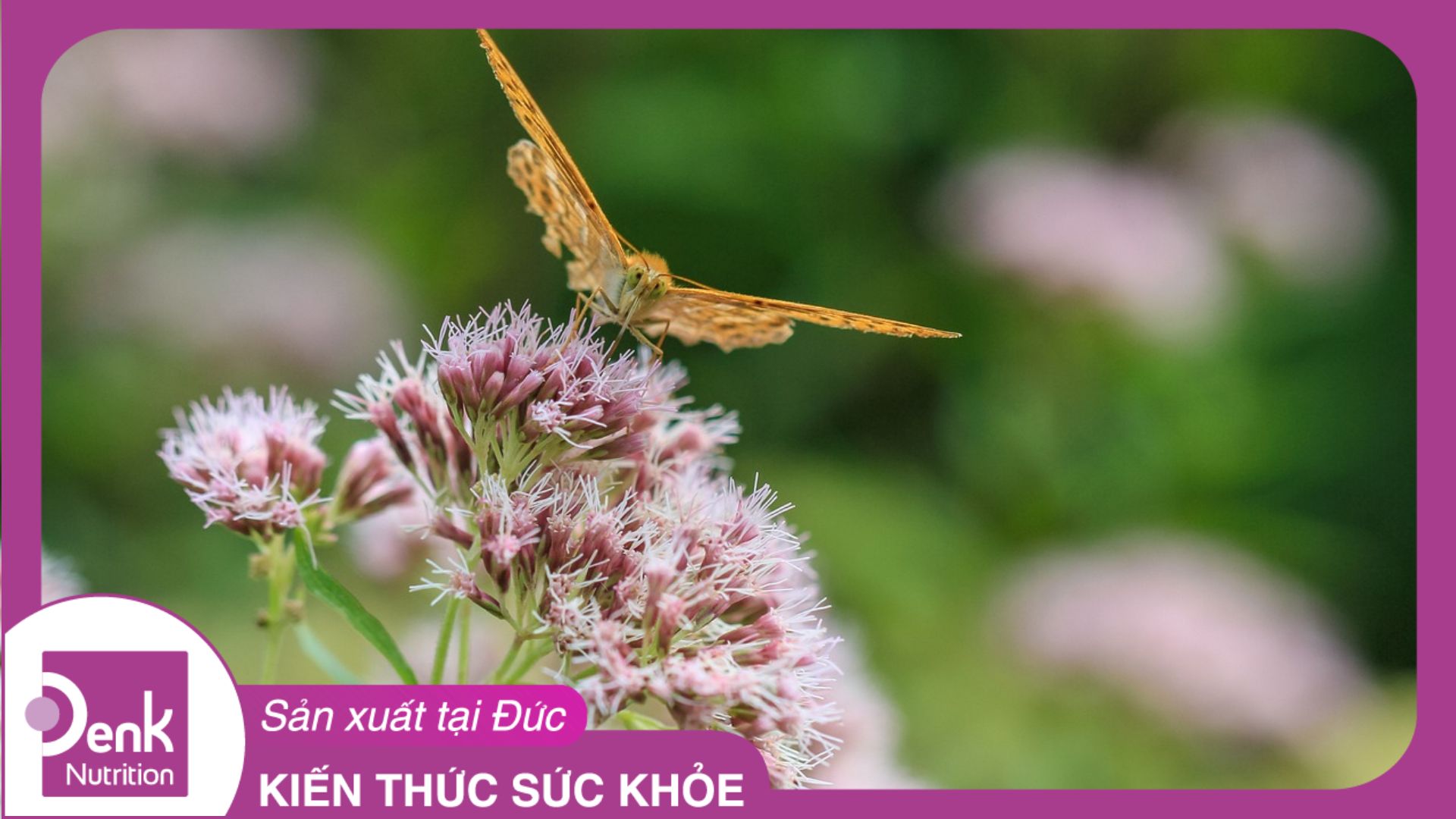 Cây nữ lang – vị thuốc Nam điều trị mất ngủ