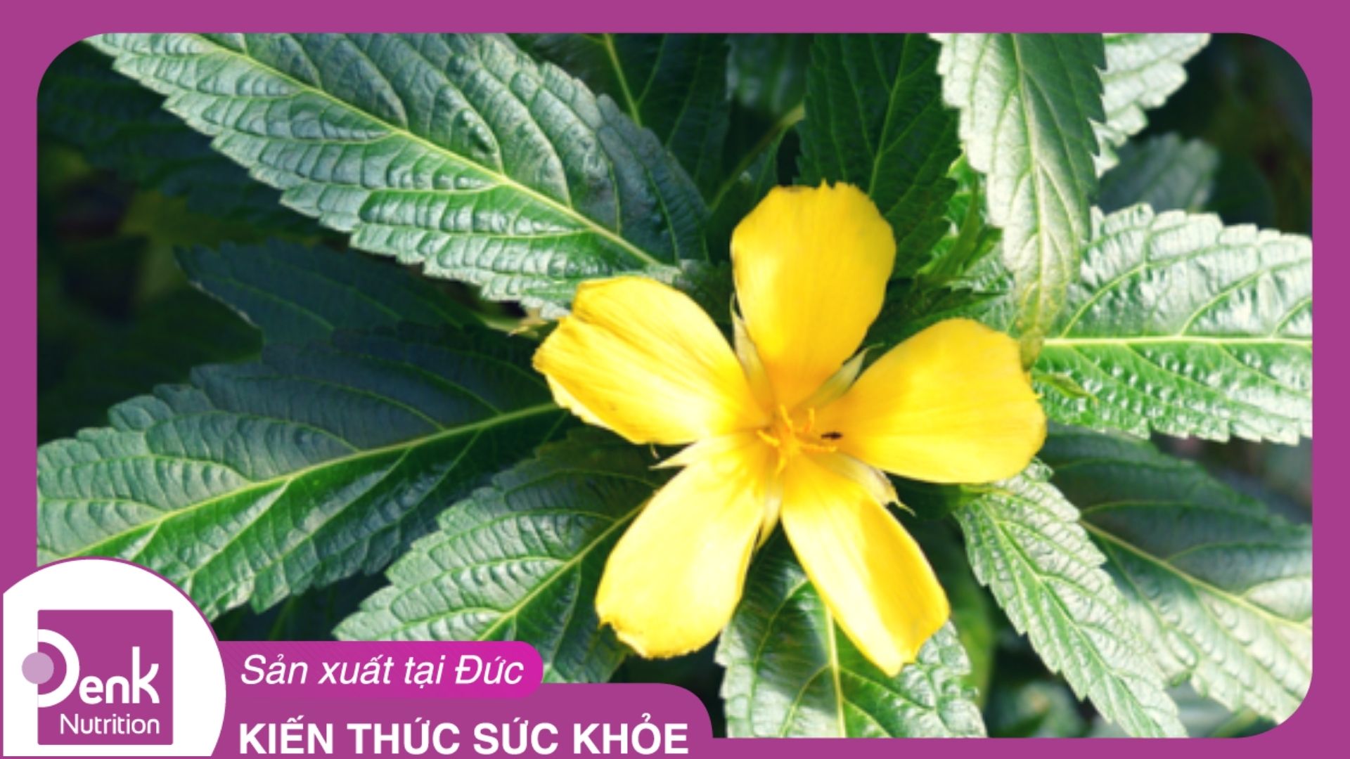 Cây tráng dương (Damiana) là gì? Lợi ích đối với sức khỏe