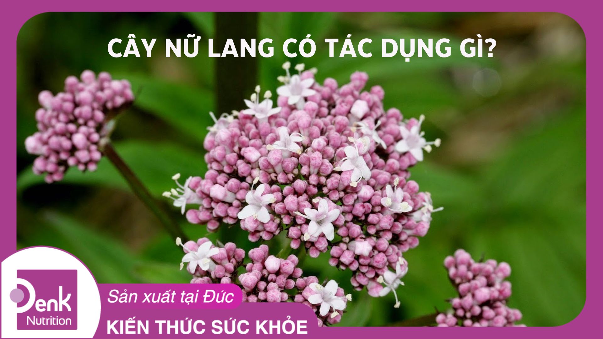 Cây nữ lang có tác dụng gì?