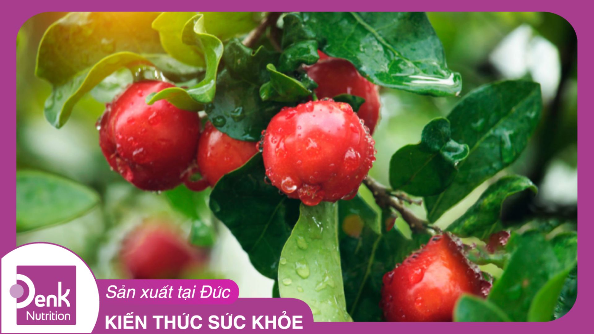 TĂNG CƯỜNG ĐỀ KHÁNG CÙNG VITAMIN C TỰ NHIÊN CHIẾT XUẤT TỪ QUẢ ACEROLA