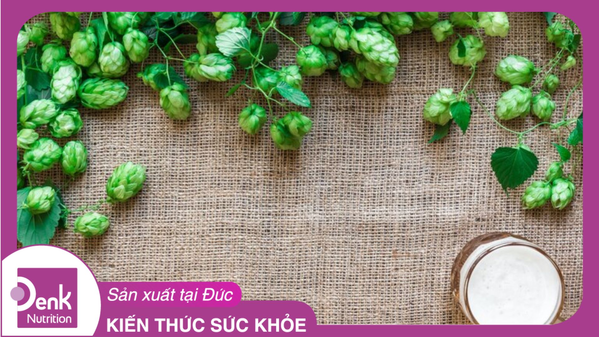 Hoa bia là gì? Lợi ích đối với sức khỏe