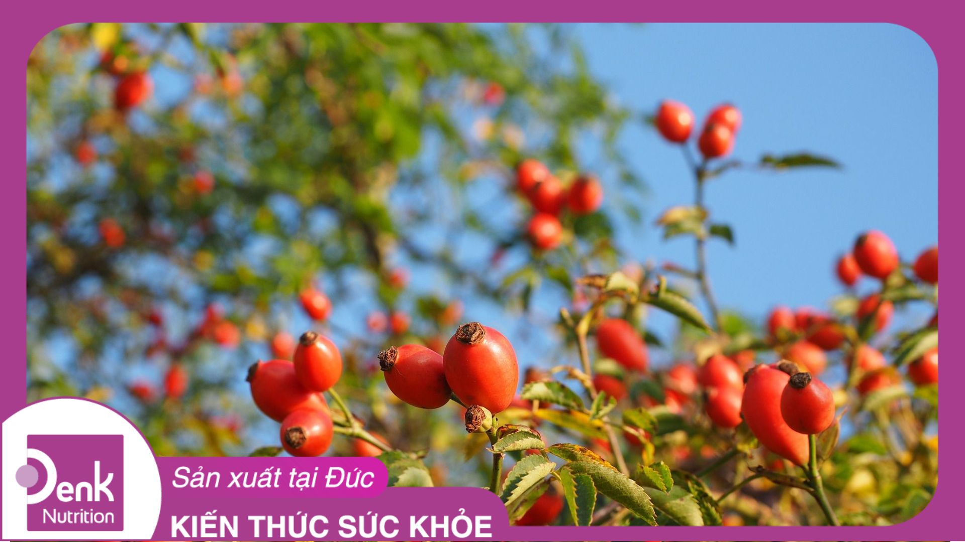 Công dụng của quả Tầm Xuân