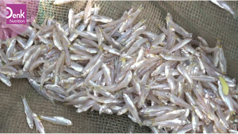 7. Cá cơm