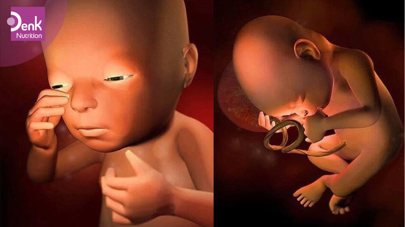 Tuần 27: đánh dấu sự kết thúc của tam cá nguyệt thứ hai
