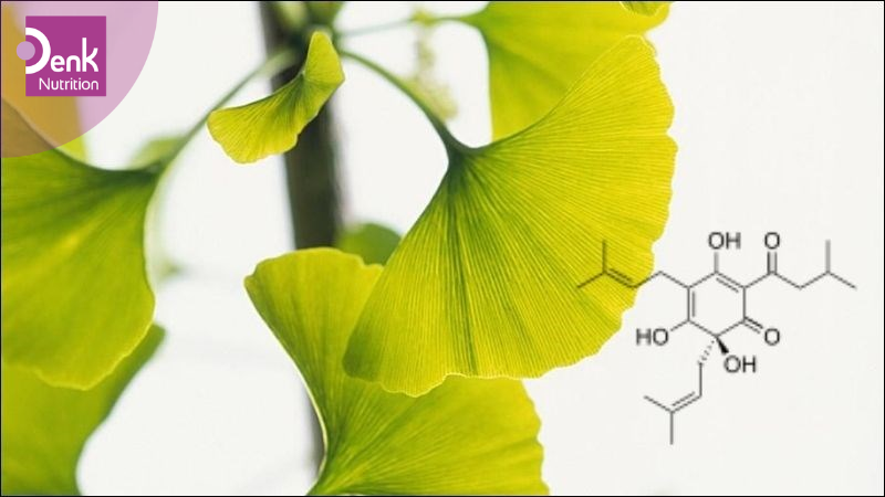Ginkgo biloba (Bạch Quả) là gì?