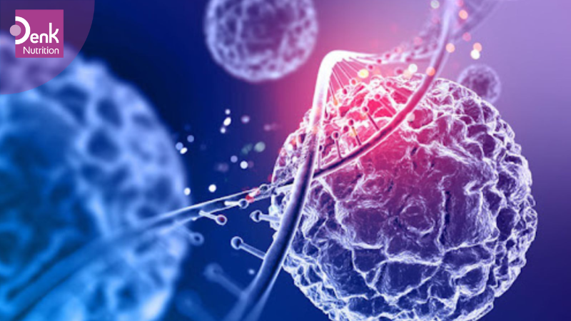 Kẽm hỗ trợ tổng hợp protein