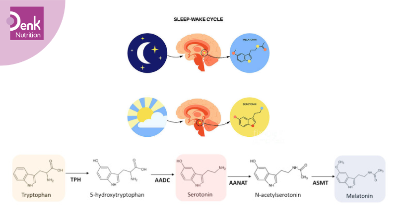 melatonin được cơ thể sản xuất ra sao?