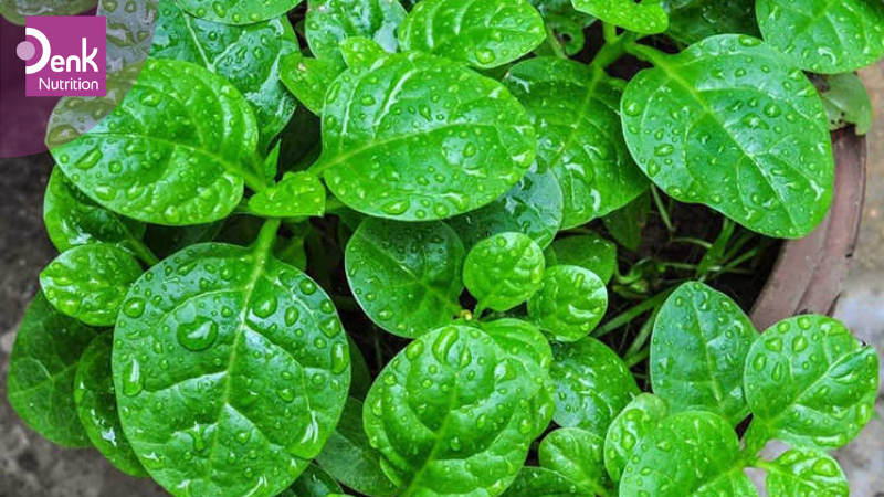 Rau mồng tơi