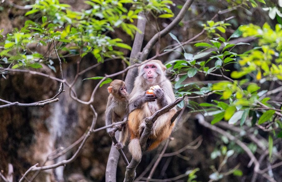 C004 - DA NANG - HOI AN 4D3N (Private tour)