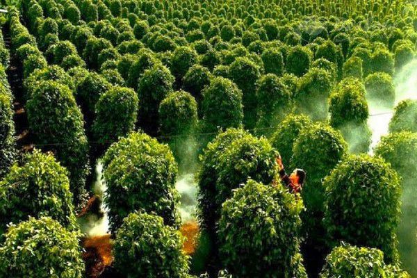 Vườn tiêu Phú Quốc - Tham quan và tìm hiểu vườn tiêu cùng bà con