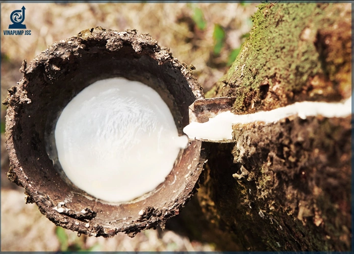 Bơm mủ cao su : Thông số kỹ thuật, ưu nhược điểm, Báo giá mới nhất 2021