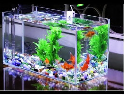 Bật mí cách chọn máy bơm nước bể cá loại tốt nhất