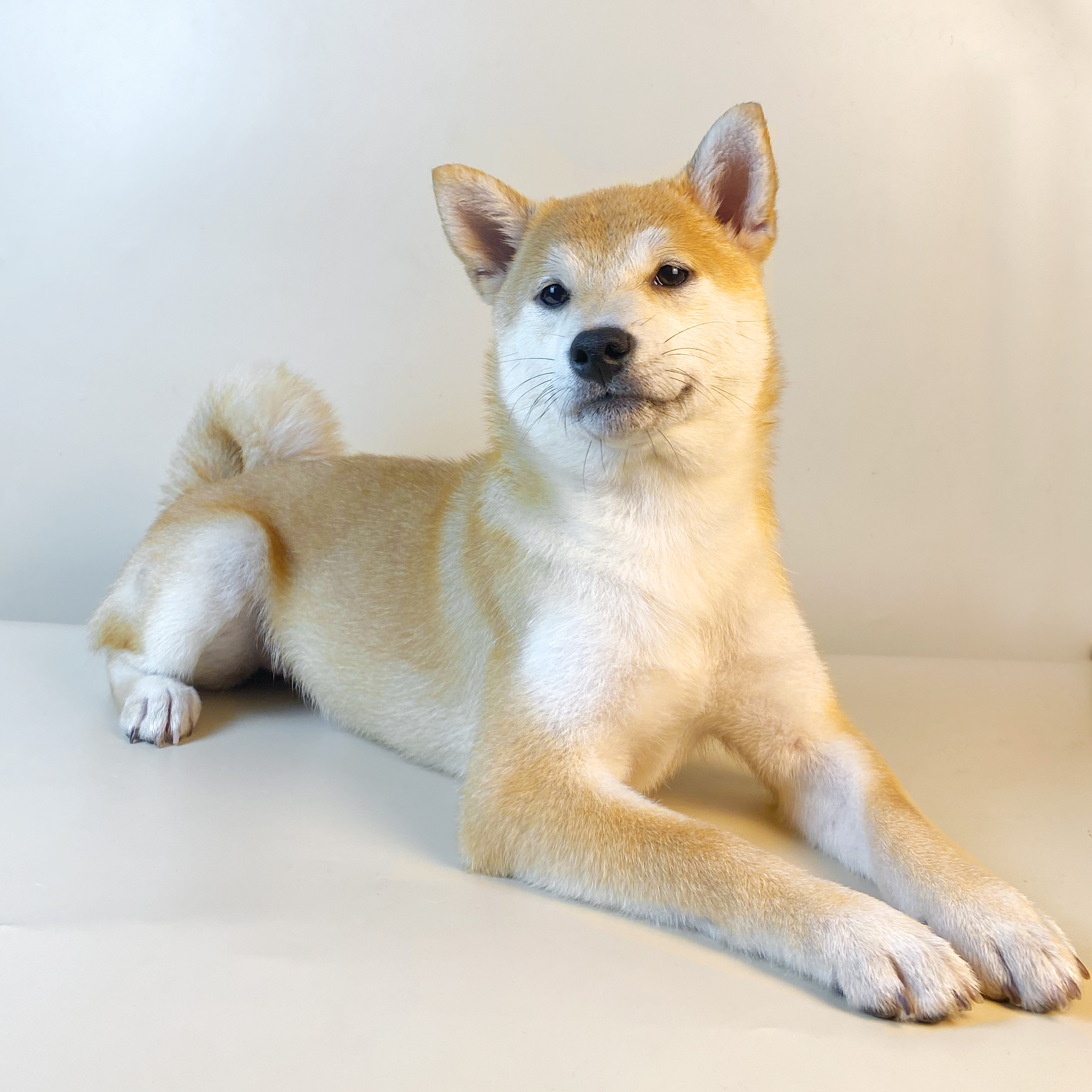 Shiba Inu-01