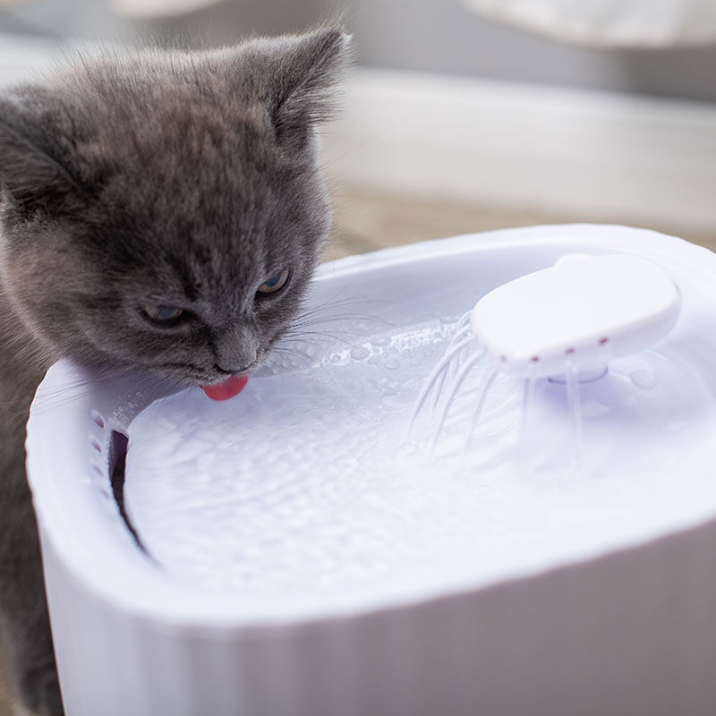 Bình Nước Cho Chó Mèo - Máy Lọc Nước Dành Cho Chó Mèo